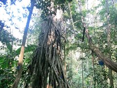-中国科学院西双版纳热带植物园