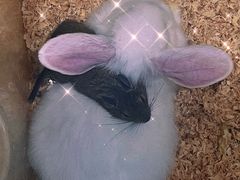 -上海大自然野生昆虫馆(东方明珠·爬宠昆虫探索中心)
