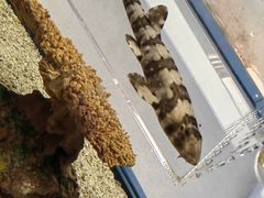 -上海海洋水族馆