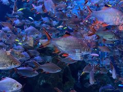 -成都浩海立方海洋公园