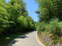 -都江堰中华大熊猫苑