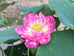 -莲花池公园