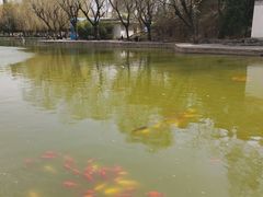 -团结湖公园