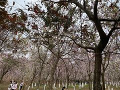 -番禺大夫山森林公园