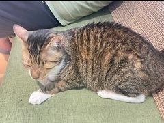 -御宝贝·A梦猫科宠物医院(国际猫友好医院)