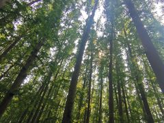 -日照海滨国家森林公园