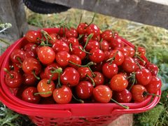-樱桃山旅游景区
