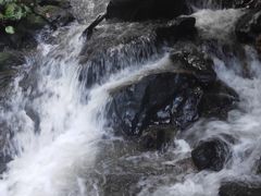 -莫里热带雨林景区