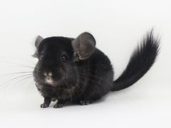 -龙猫仔乐园(惠福东路店)