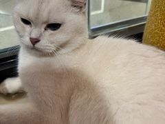 -三花喵·撸猫购宠·宠物生活馆(虹桥南丰城店)