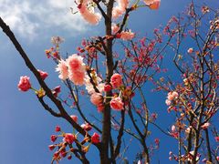 -天适樱花悠乐园