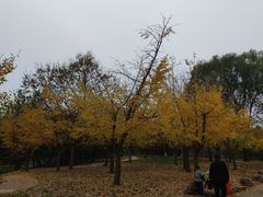 -塘沽森林公园