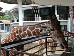 -清迈夜间动物园