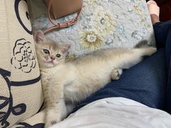 -东方名猫馆·英短金渐层布偶猫舍(环线广场1号楼店)