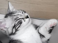 -宠颐生宠物医院·心肾内科·猫专科诊疗中心宠巢店