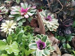 -北京植物园-展览温室