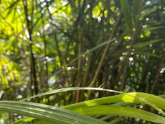 -海南热带雨林国家公园吊罗山景区