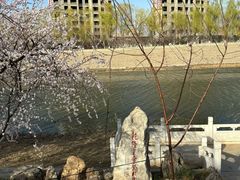 -桃花堤公园