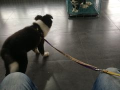 -佳百利宠物(荣乐中路115弄小区店)