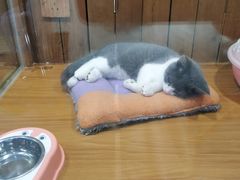 -龟与熊猫宠物公园(南坪店)