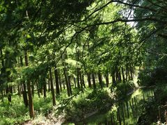 -上海长兴岛郊野公园