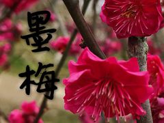 -香雪海