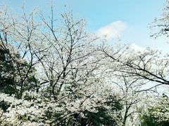 -武汉大学-樱园