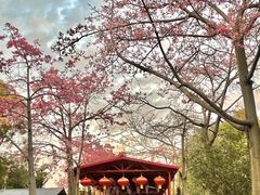 -广东花都香草世界旅游度假区