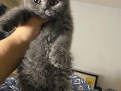 -欣宠猫屋·矮脚拿破仑·蓝金金渐层