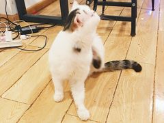 -Cappucimeow猫咪咖啡馆(韦伯时代店)