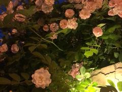-桥岚·巷子鲜河豚鱼(专门店)