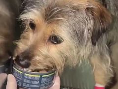 -爱妮康宠物医院·干细胞免疫细胞·肿瘤·心脏(张江店)