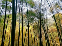 -九里云松·天香餐厅