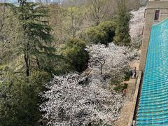-武汉大学-樱园