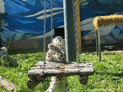 -青藏高原野生动物园