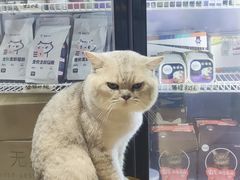 -more than meow吴止猫主题餐厅(承德 中船汇店)