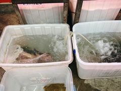 -金海椒罐罐鲢鱼(东方桂苑店)