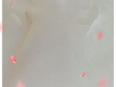 -悉尼歌剧院