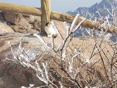 -崂山巨峰游览区