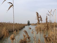 -盐城丹顶鹤湿地生态旅游区