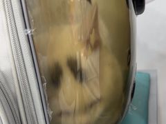 -四月宠物医院·猫专科·心脏专科·内科(转塘店)