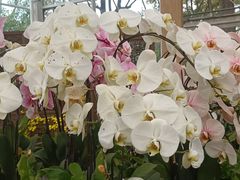 -上海鲜花港