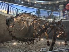 -国家自然博物馆