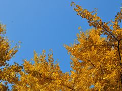 -重庆市江北嘴中央商务区中央公园