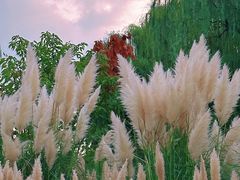 -贡湖湾湿地公园