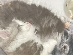 -1013 PET SHOP精品宠物商店(丁香店)
