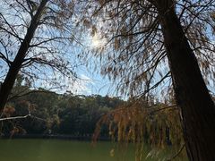 -深圳仙湖植物园