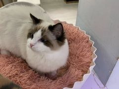 -喵的天空名猫咖啡馆·撸猫·猫舍·用品