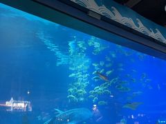 -烟台海昌鲸鲨海洋公园