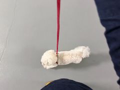 -宠颐生斯嘉宠物医院·急重症·心内科(谷阳北路分院)